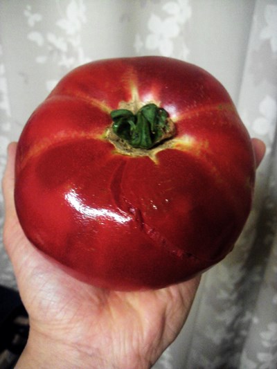 巨大なびっくりトマトを収穫しました♪