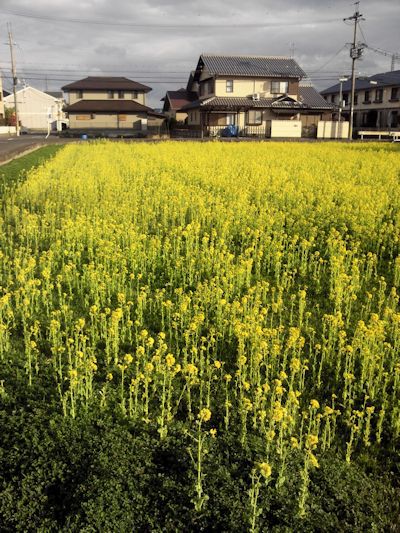 近江守山郵便局隣の菜の花畑