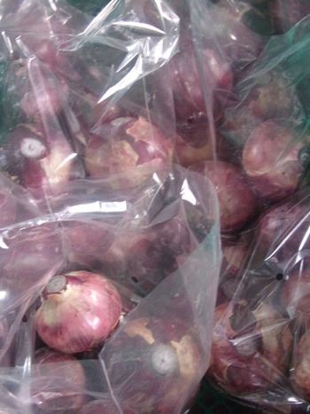 赤玉ねぎの収穫、出荷