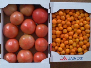 初収穫 トマト&キンカン