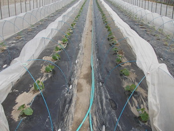 夏野菜の定植（トマト、きゅうり、とうがらし）