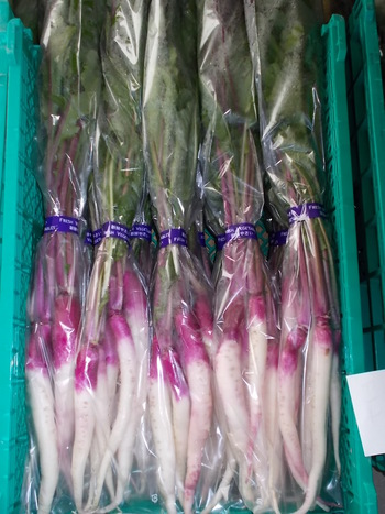 日野菜の収穫～出荷