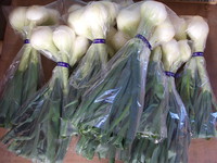 新玉ねぎの出荷