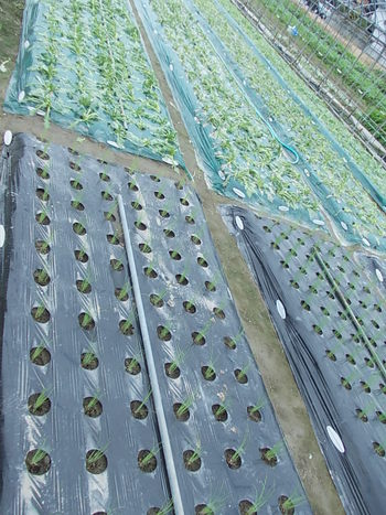 青ネギ、春菊、わさび菜の苗、定植