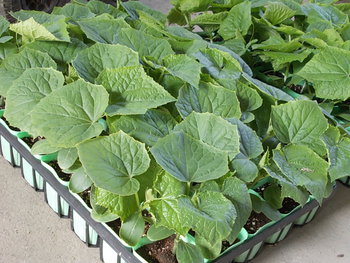 夏野菜 第一弾 きゅうり苗 到着☆80株