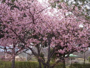 運動公園の花