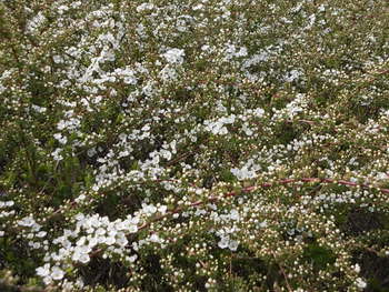 運動公園の花