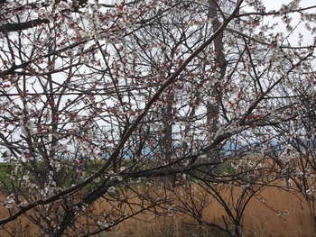 運動公園の花