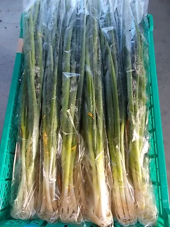鴨頭ネギ（青ネギ）と ほうれん草の出荷
