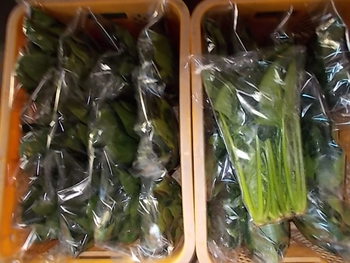 鴨頭ネギ（青ネギ）と ほうれん草の出荷