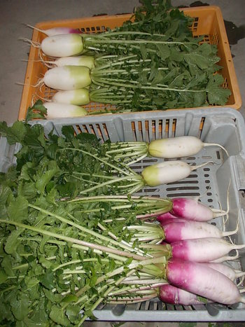 あやめっ娘（大根）の出荷
