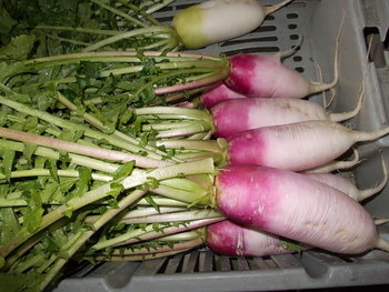 あやめっ娘（大根）の出荷