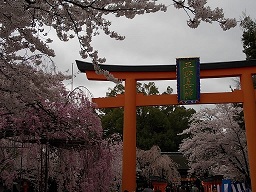 春爛漫の平野神社