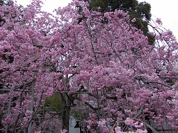 春爛漫の平野神社