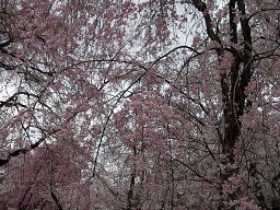 春爛漫の平野神社