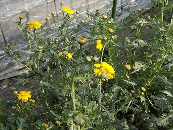 春菊の花