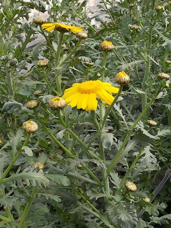 春菊の花