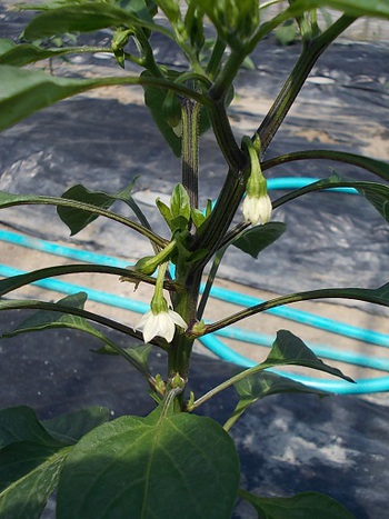 夏野菜畑の様子