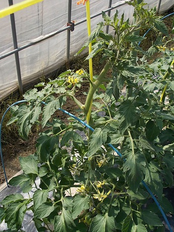 夏野菜畑の様子