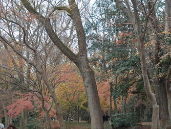 糺の森の紅葉も終盤