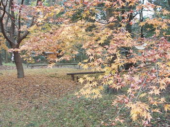 糺の森の紅葉も終盤