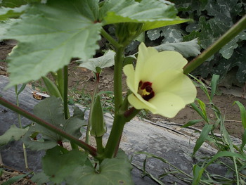 夏野菜畑の様子