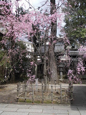 京のパワースポットで桜めぐり　その１　上御霊神社