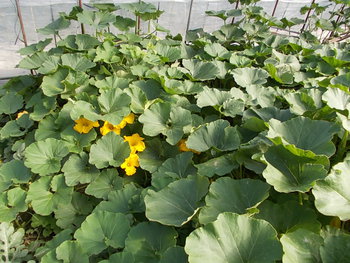 夏野菜畑の様子