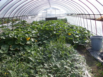 夏野菜畑の様子