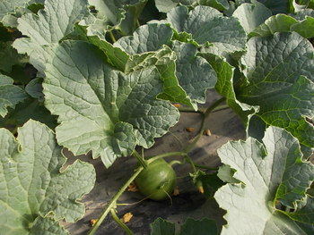 夏野菜畑の様子