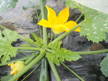 ズッキーニの花が咲く