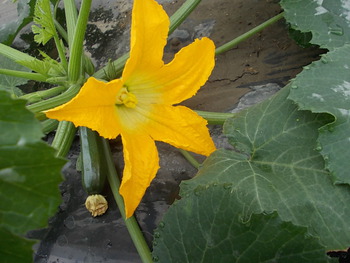 ズッキーニの花が咲く