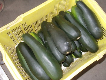 極太ズッキーニの出荷 はじまる