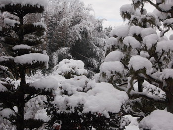 今冬 初の積雪