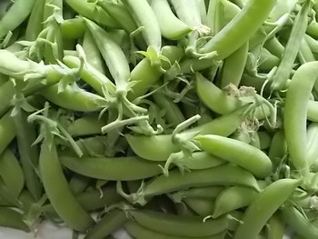 スナップえんどう（つるなし）の収穫