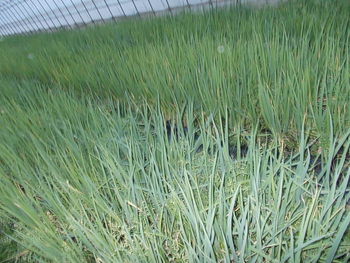 青ネギの出荷
