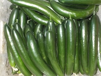 夏野菜の収穫・出荷