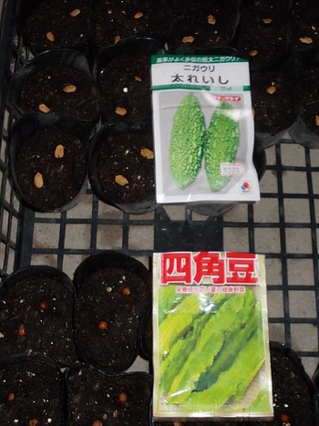 四角豆とゴーヤーの種まき