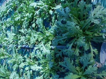 冬野菜の植え付け