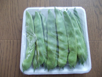 モロッコ豆の収穫