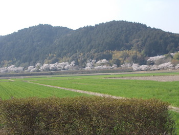 安土城考古博物館の桜