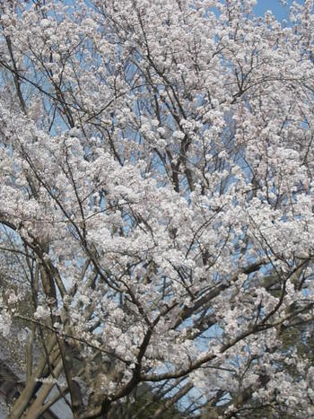 安土城考古博物館の桜