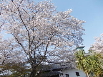 安土城考古博物館の桜