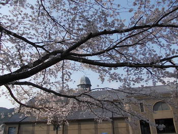 安土城考古博物館の桜