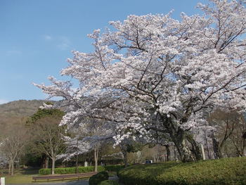 安土城考古博物館の桜