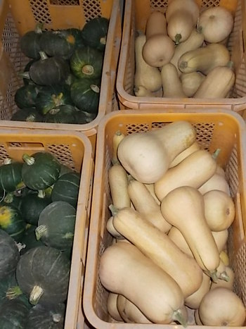 バターナッツかぼちゃ,ほっこりかぼちゃの収穫