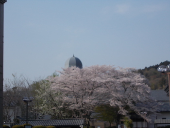 安土城考古博物館の桜