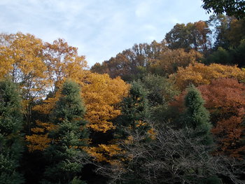 伏尾温泉の紅葉　大阪府池田市