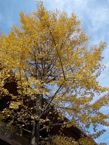 伏尾温泉の紅葉　大阪府池田市