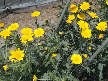 春菊の花（種取り用）